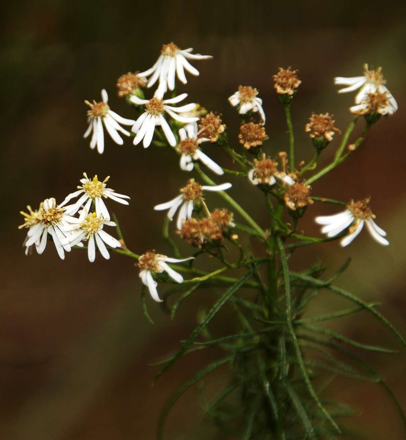 Spongotrichum glandulosum photo 8