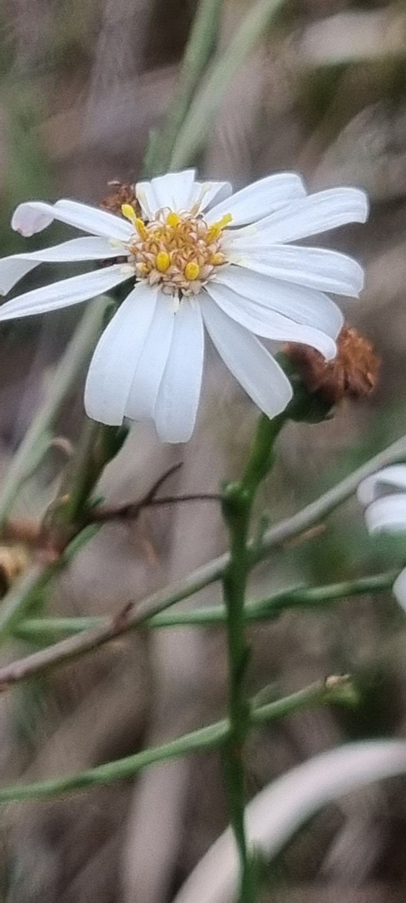 Spongotrichum suffruticosum