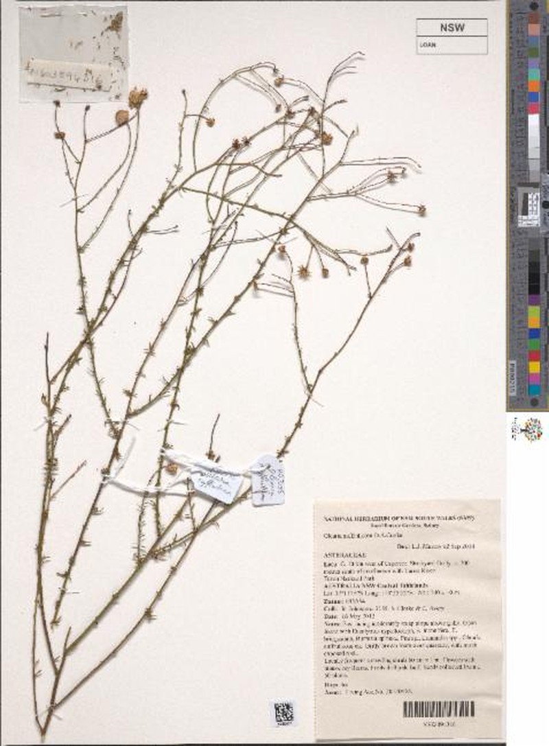 Spongotrichum suffruticosum photo 2
