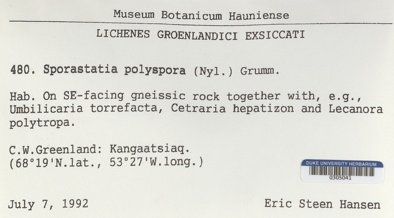 Sporastatia Lichen photo 3