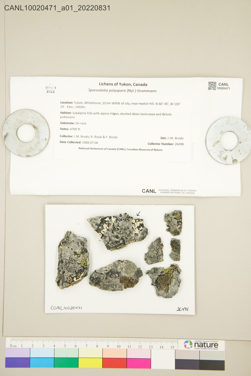 Sporastatia Lichen photo 5