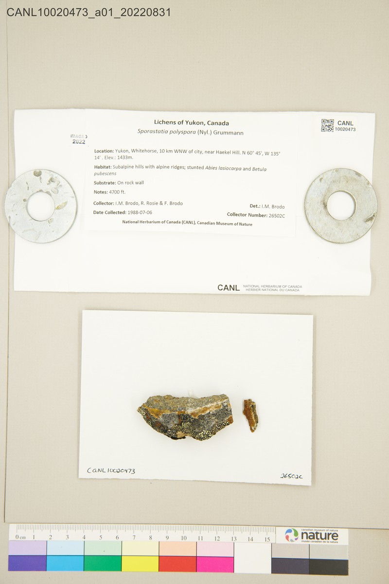 Sporastatia Lichen photo 6