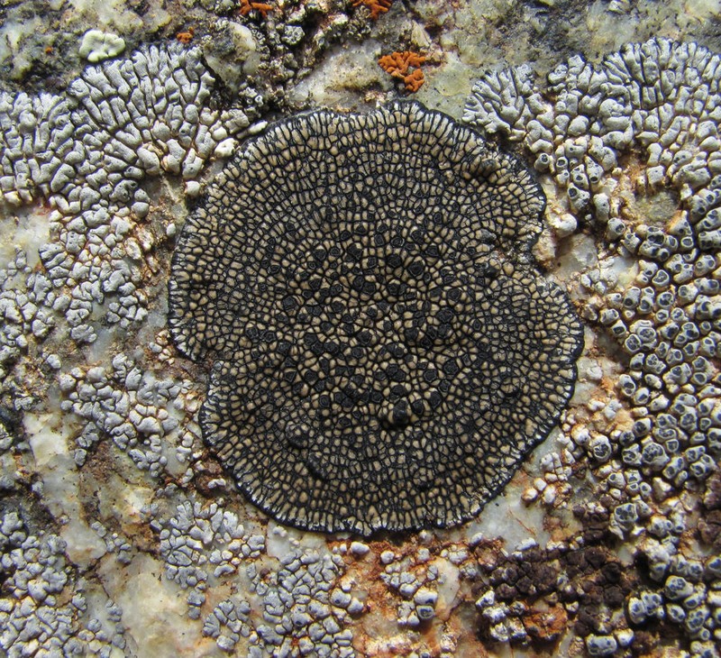 Sporastatia Lichen
