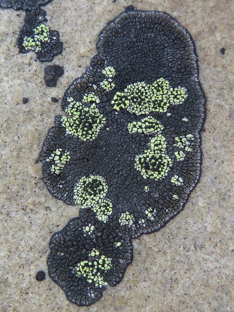 Sporastatia Lichen photo 2