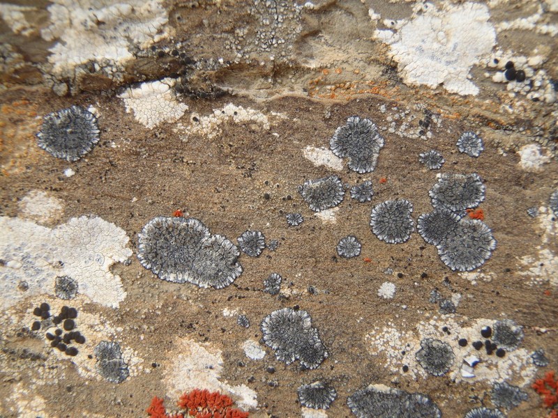 Sporastatia Lichen photo 3