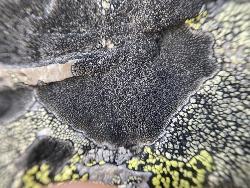 Sporastatia Lichen photo 4