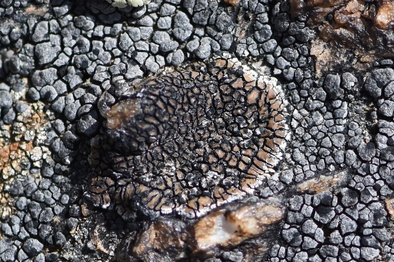Sporastatia Lichen photo 5