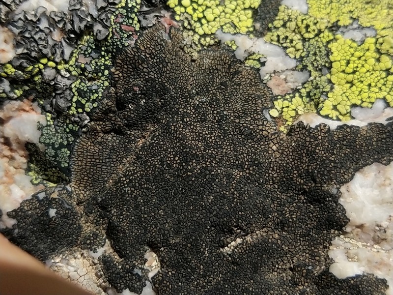 Sporastatia Lichen photo 6