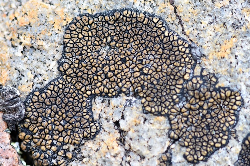 Sporastatia Lichen photo 7