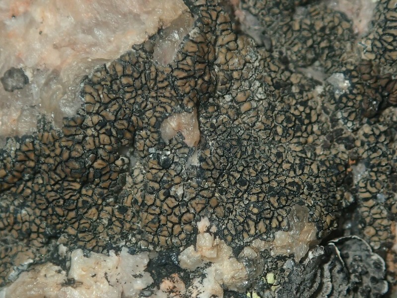 Sporastatia Lichen photo 8