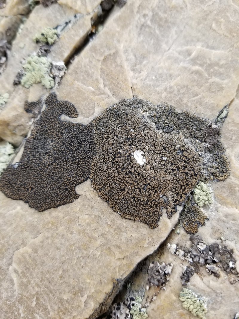 Sporastatia Lichen