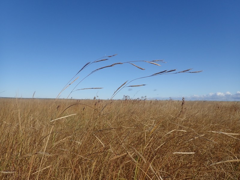 Cordgrass