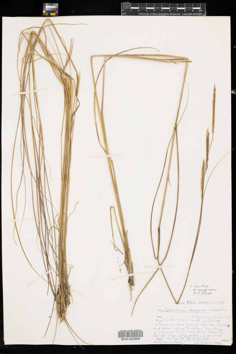 Cordgrass photo 2