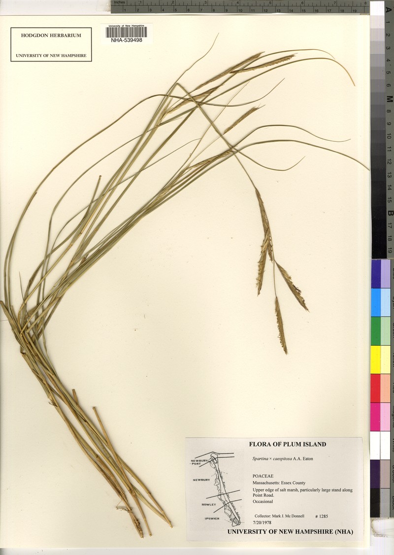Cordgrass photo 3