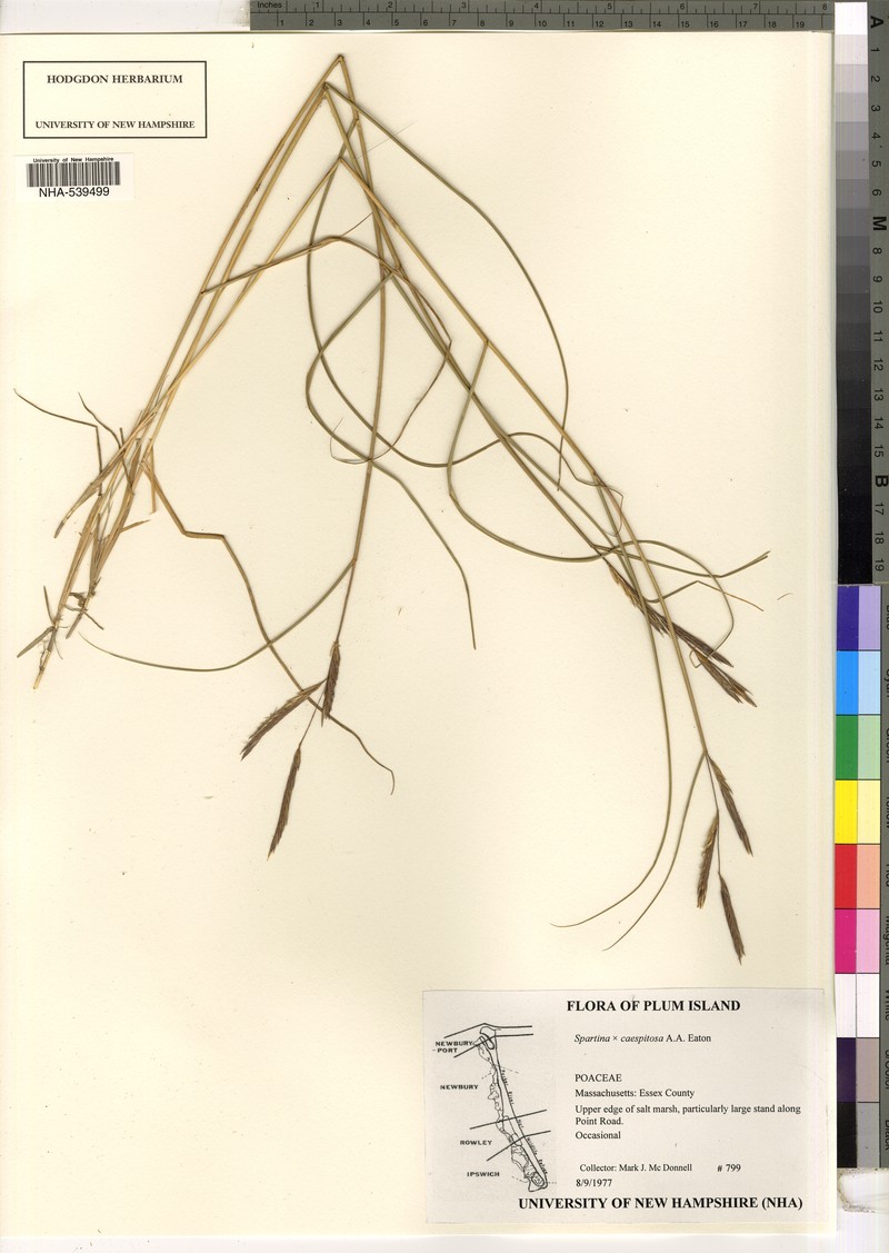 Cordgrass photo 4