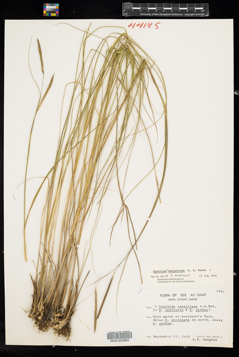Cordgrass photo 5