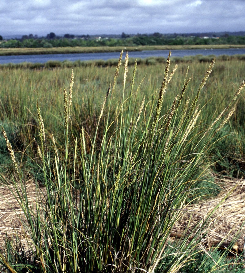 Cordgrass