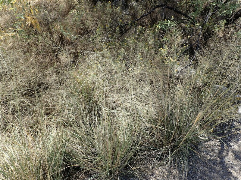 Alkali Sacaton photo 6