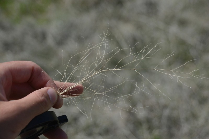 Alkali Sacaton photo 8