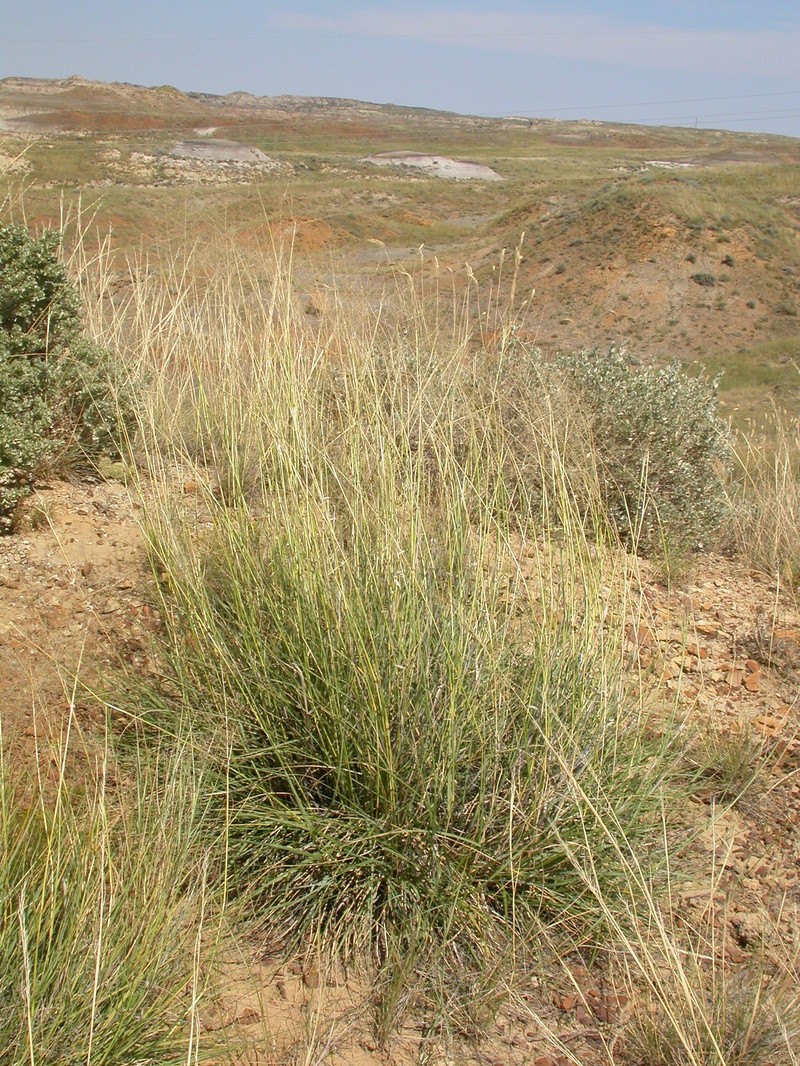 Tharp's Dropseed