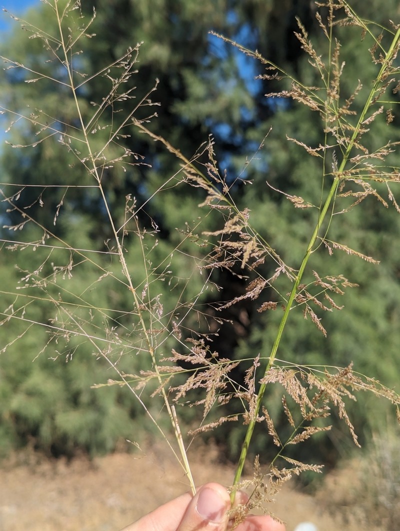 Tharp's Dropseed photo 2