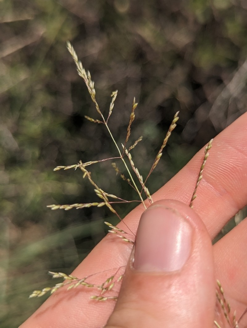 Tharp's Dropseed photo 3