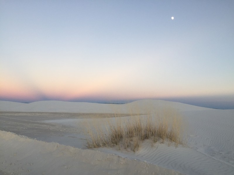 Tharp's Dropseed photo 6