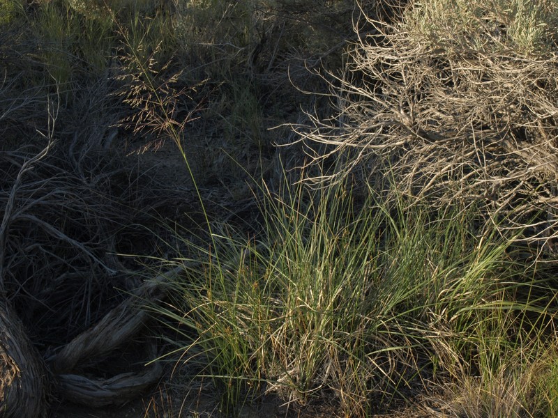 Alkali Sacaton photo 2
