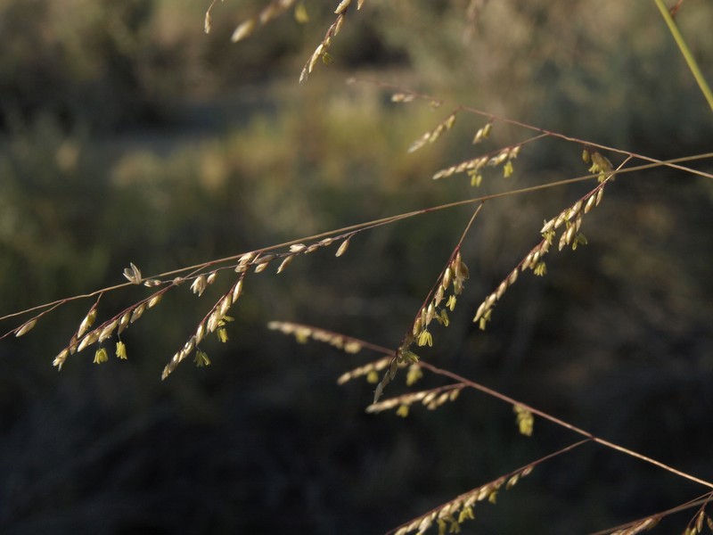 Alkali Sacaton photo 3