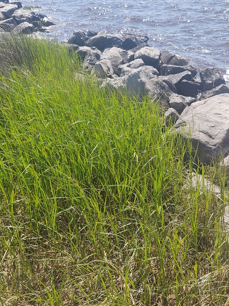 Smooth Cordgrass