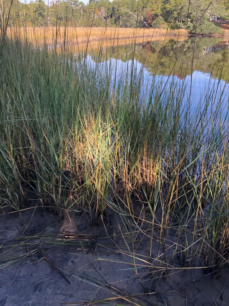 Smooth Cordgrass photo 2