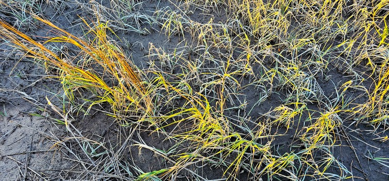 Smooth Cordgrass photo 3