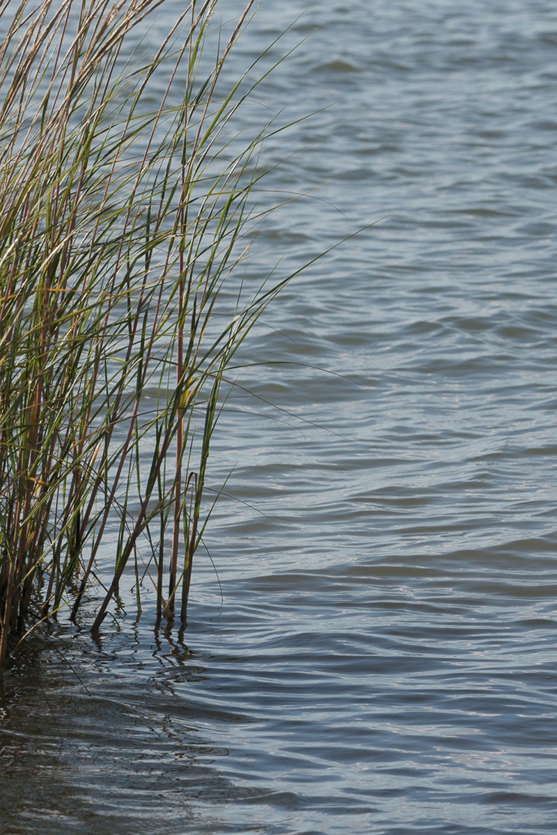 Smooth Cordgrass photo 4