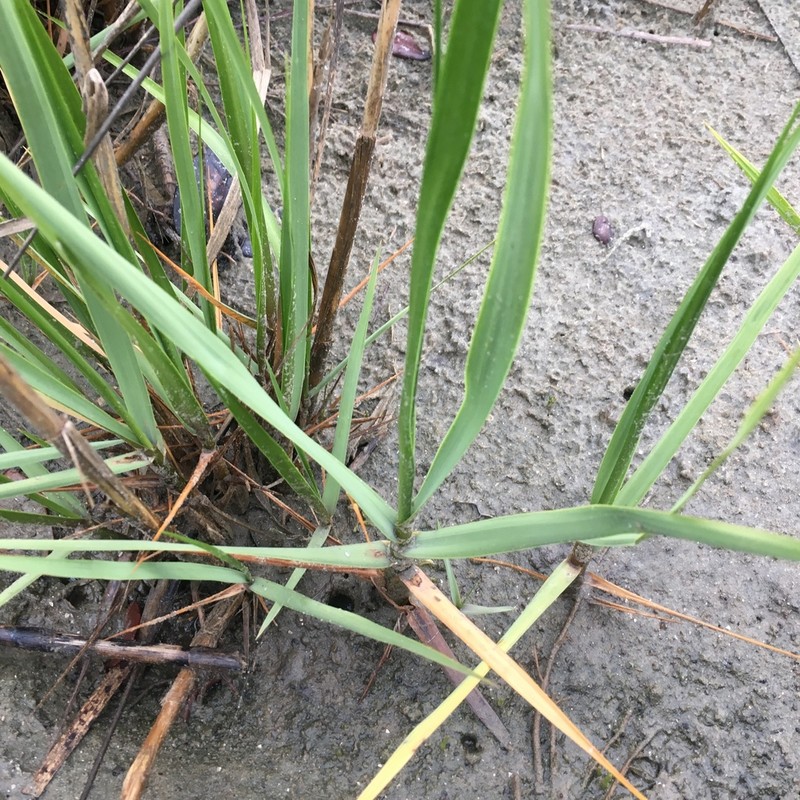Smooth Cordgrass photo 5