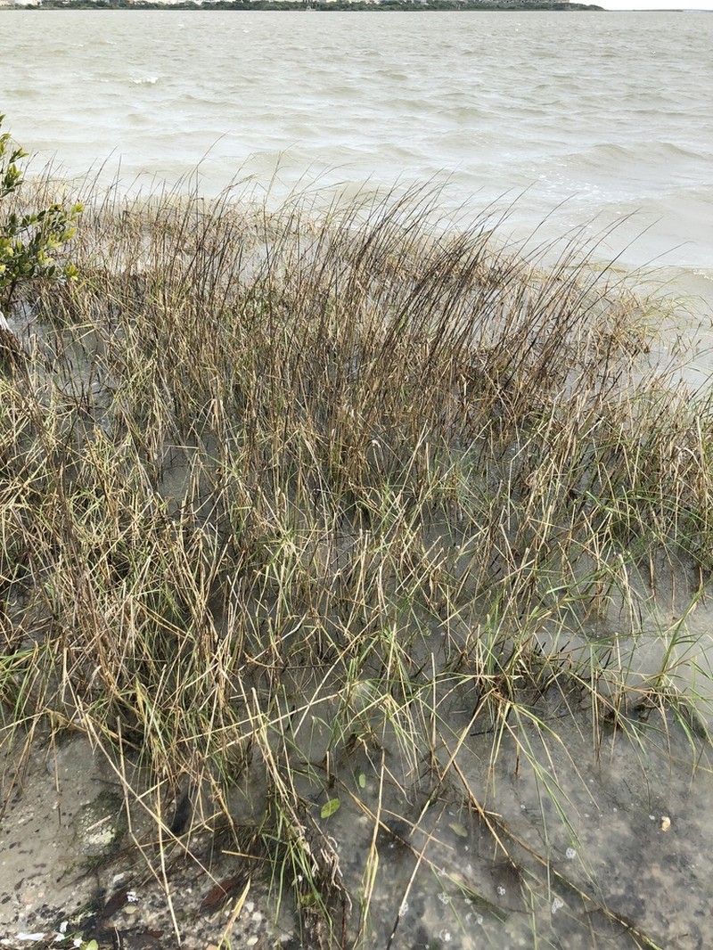 Smooth Cordgrass photo 6