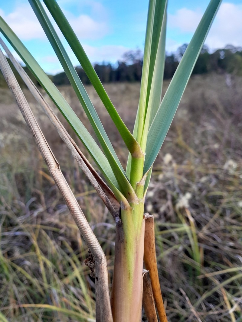 Smooth Cordgrass photo 7