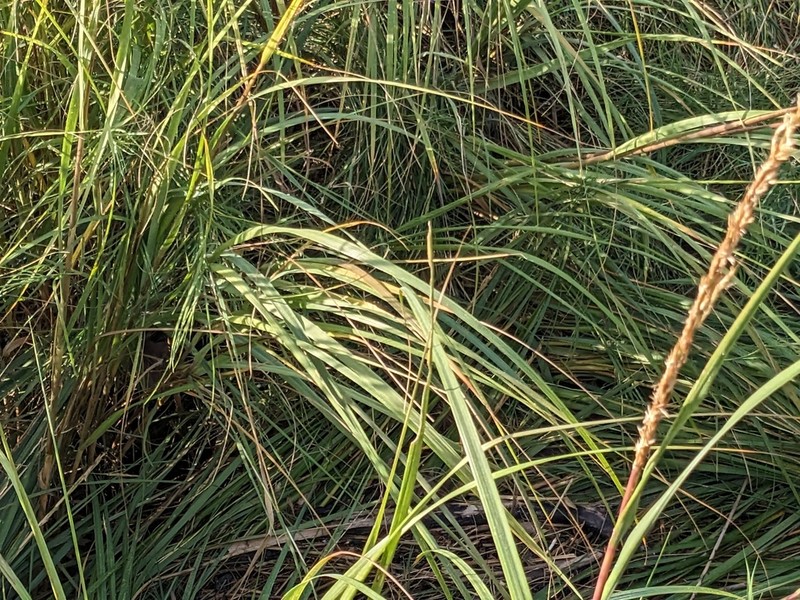 Smooth Cordgrass photo 8