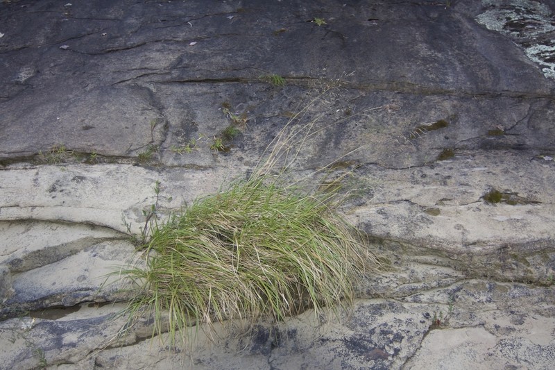 Cumberland Sandreed photo 2