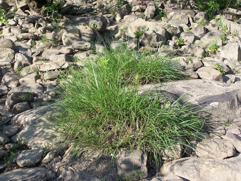 Cumberland Sandreed photo 3