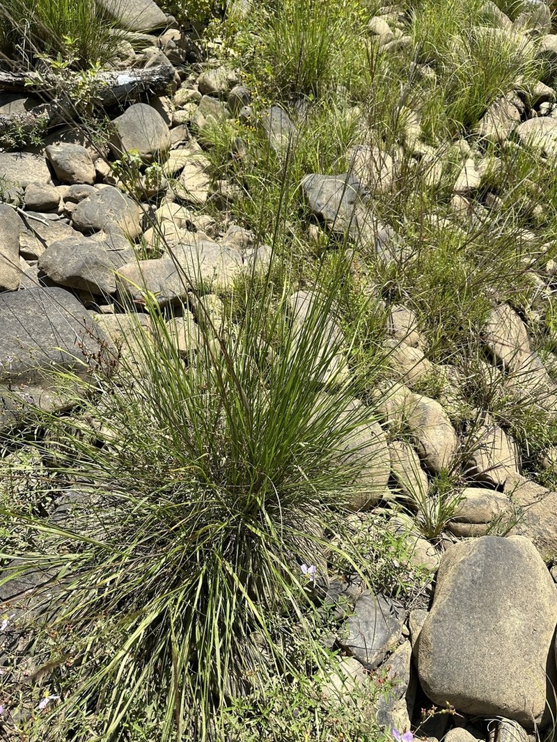 Cumberland Sandreed photo 4