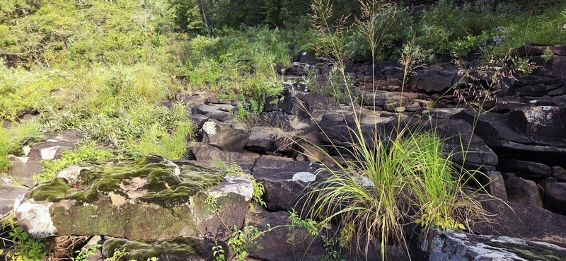 Cumberland Sandreed photo 5
