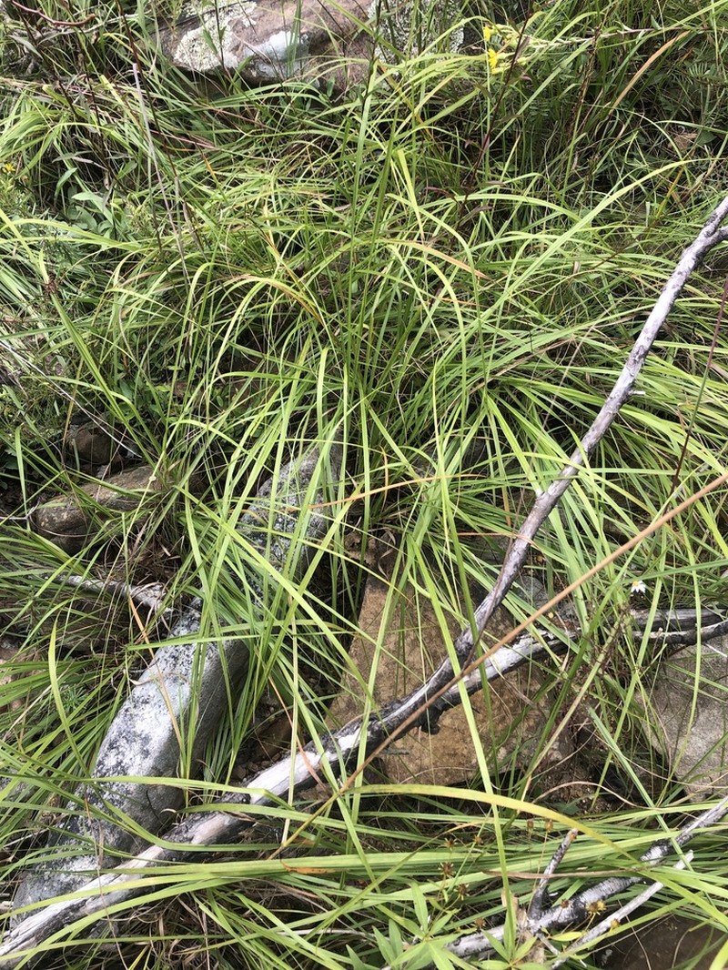 Cumberland Sandreed photo 7