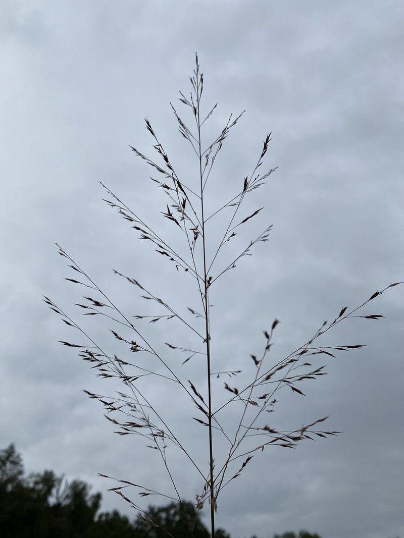 Cumberland Sandreed photo 8
