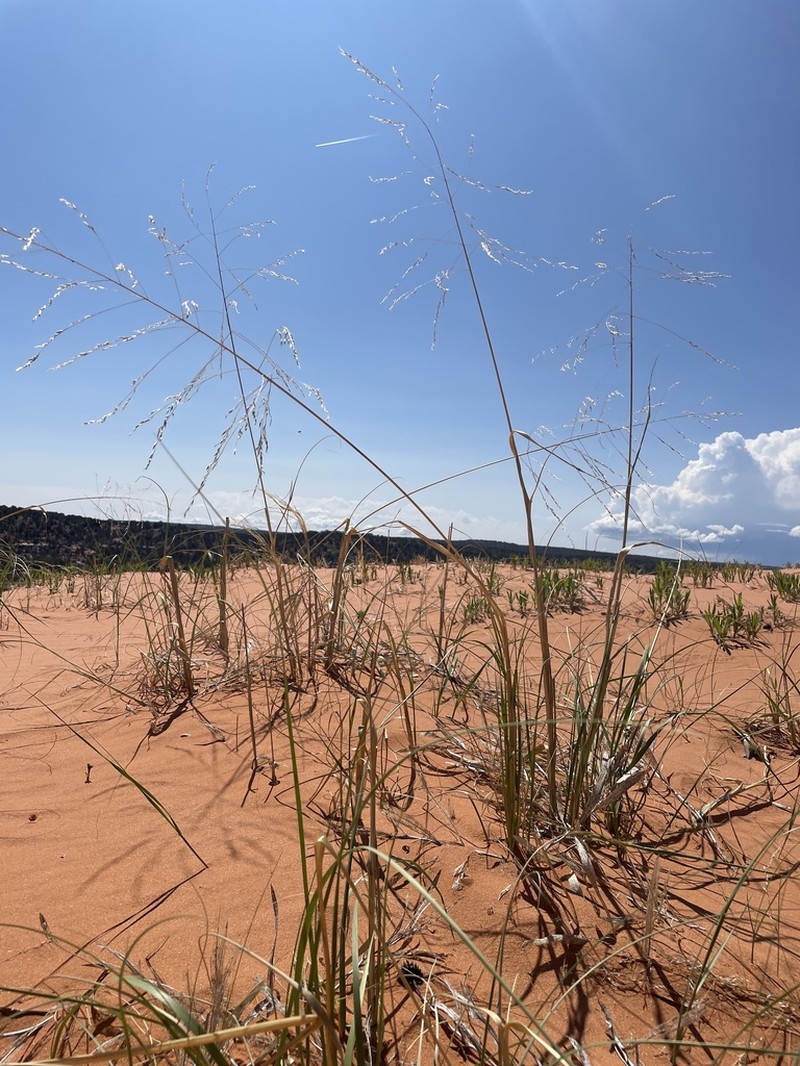Giant Sandreed