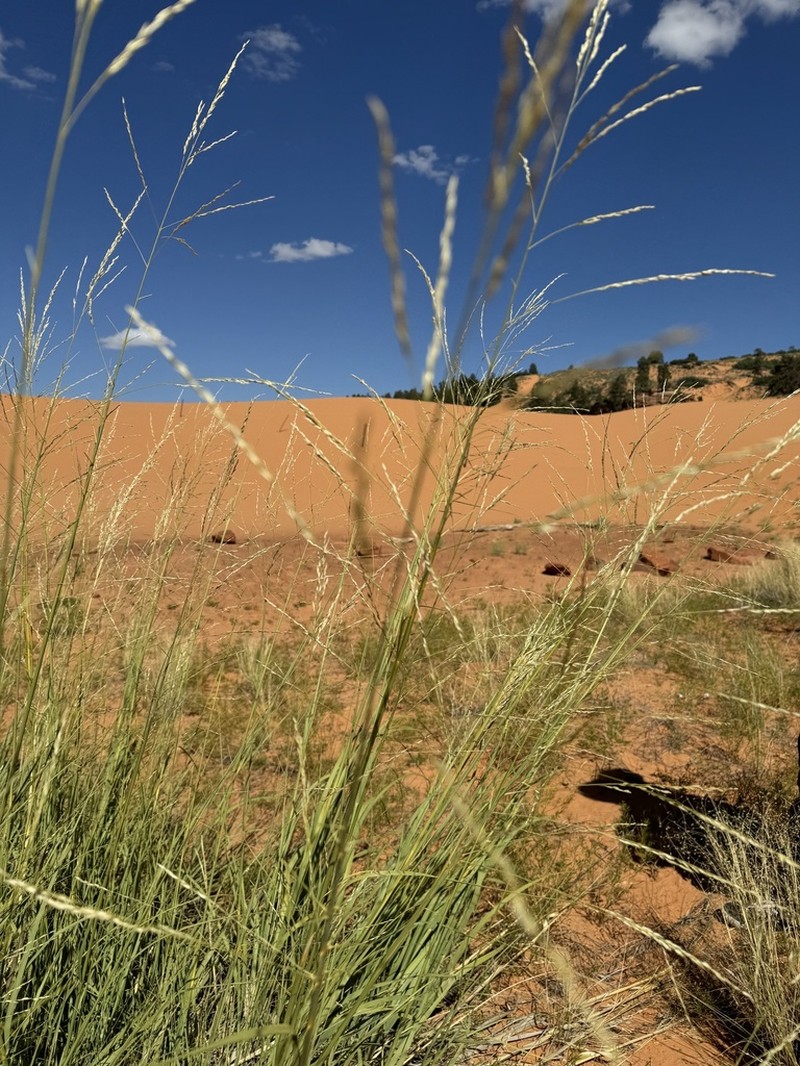 Giant Sandreed photo 2