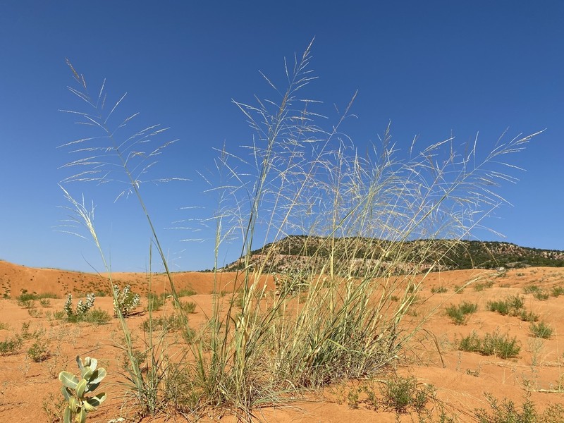 Giant Sandreed photo 3