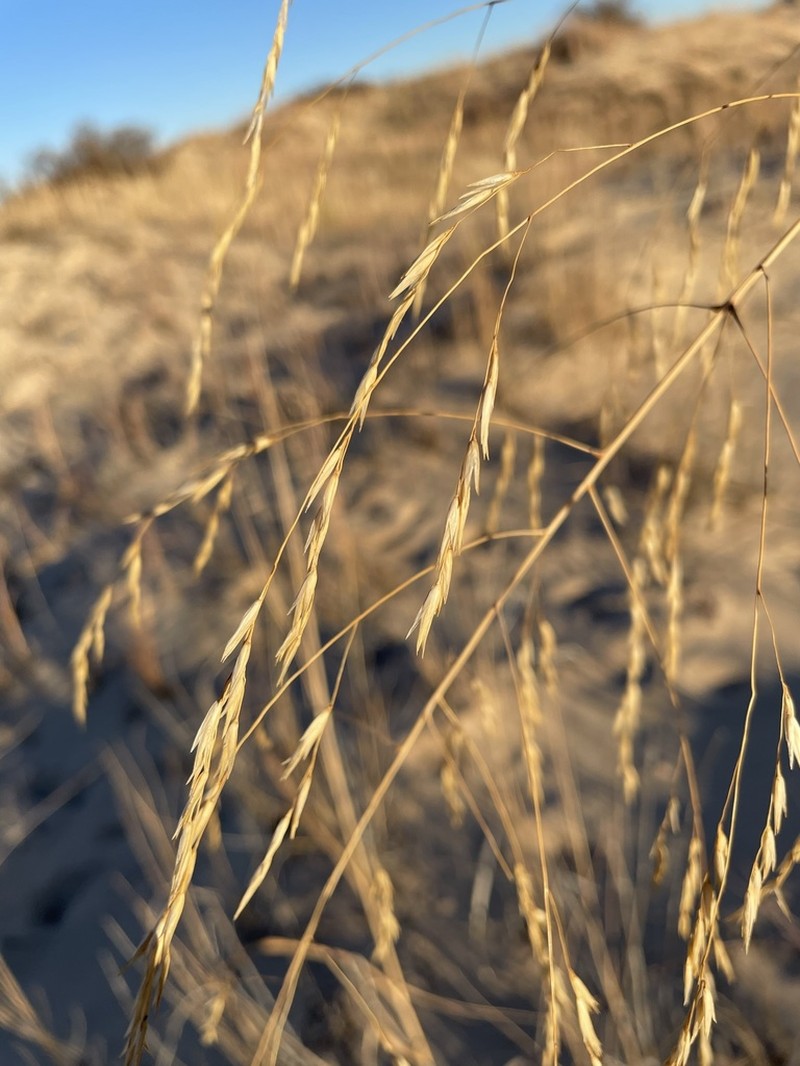 Giant Sandreed photo 4