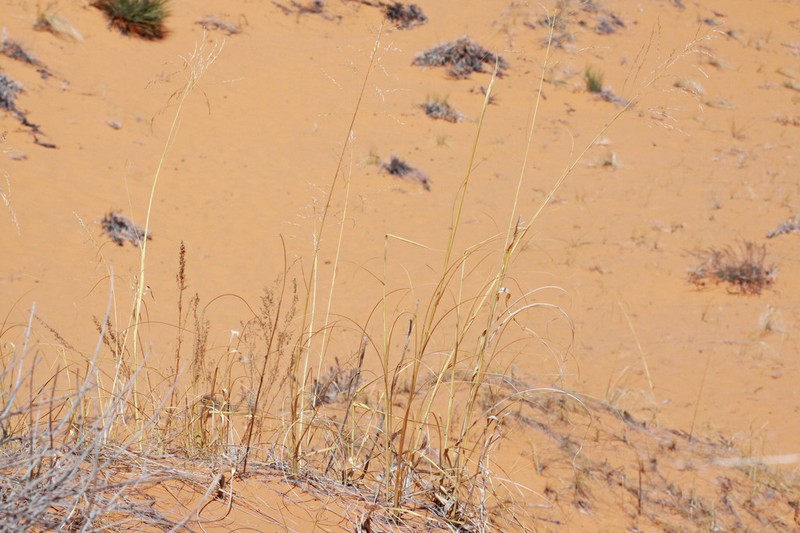Giant Sandreed photo 5