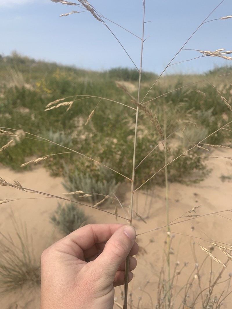 Giant Sandreed photo 6