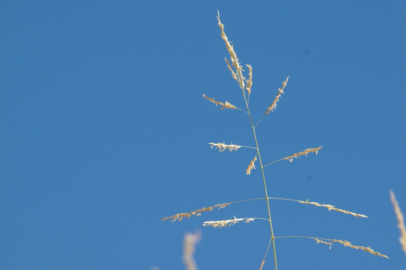 Giant Sandreed photo 7